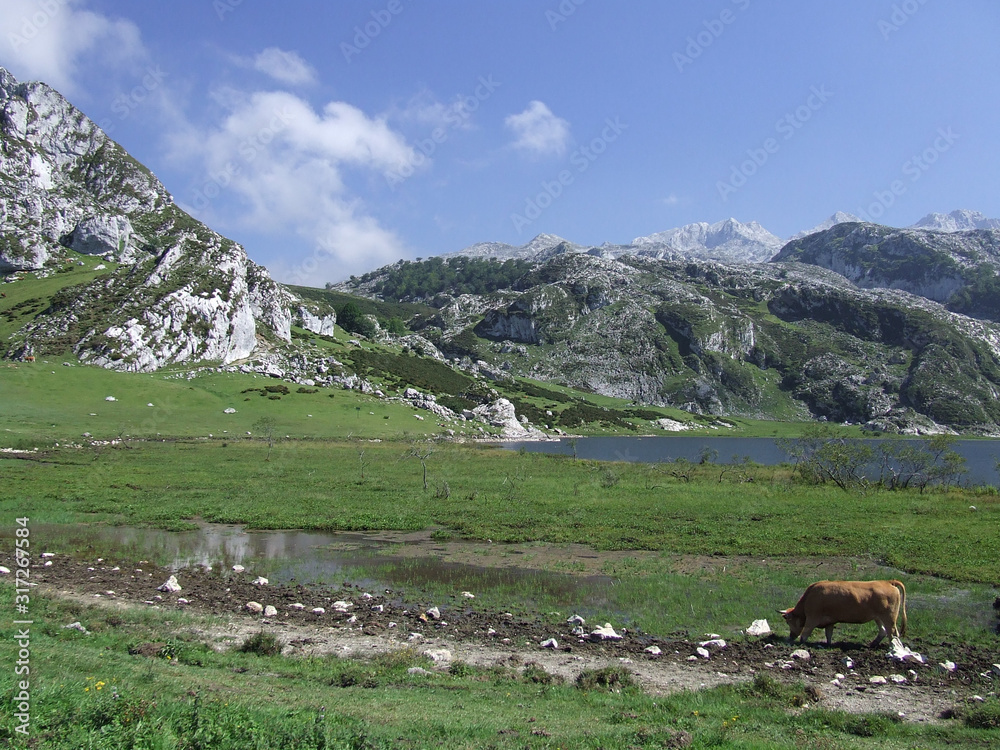 Natural landscape with cows grazing in a meadow by the lake and mountains in the background with slightly cloudy blue sky, Asturias, Spain Natural landscape with cows grazing in a meadow by the lake and mountains in the background with slightly cloudy blue sky, Asturias, Spain