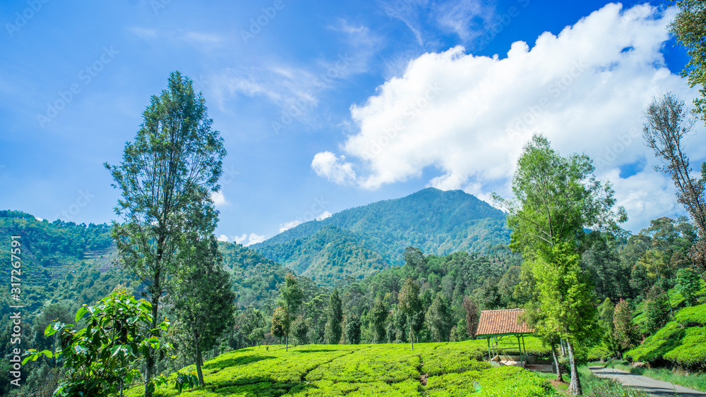 A beautiful view of a green tea plantation with a small house and several towering big trees in green and a blue sky