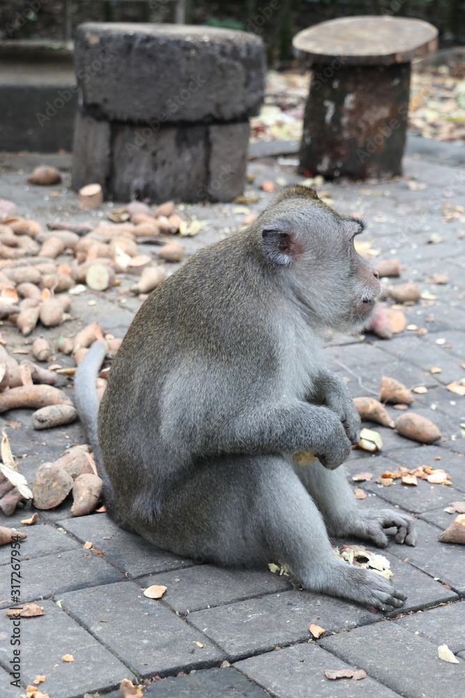 monkey sitting side