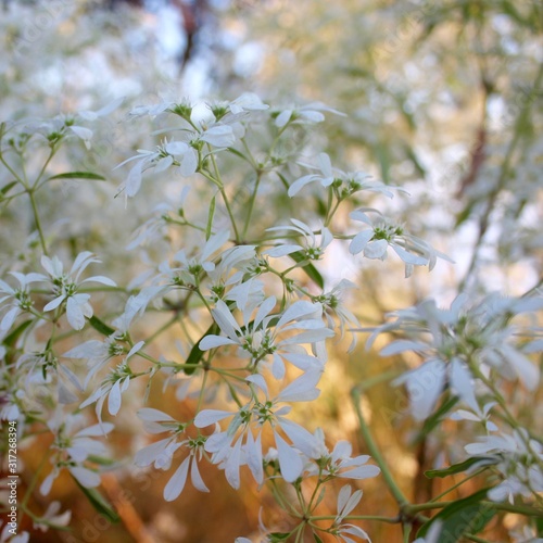 flowers on a tree