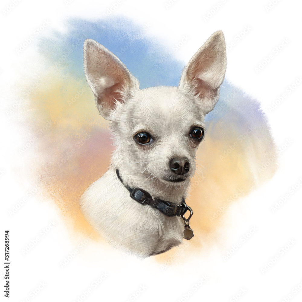 The Chihuahua dog on watercolor background. Drawing of Head of a white toy terrier. Animal art collection: Dogs. Realistic Portrait of a Cute puppy. Hand Painted Illustration of Pet. Good for t shirt
