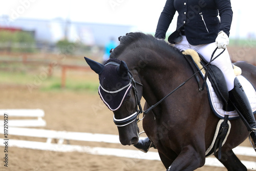 Dressage horse under saddle on equestrian event summertime
