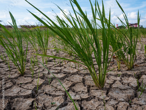 Parched and drought rice field during dry season