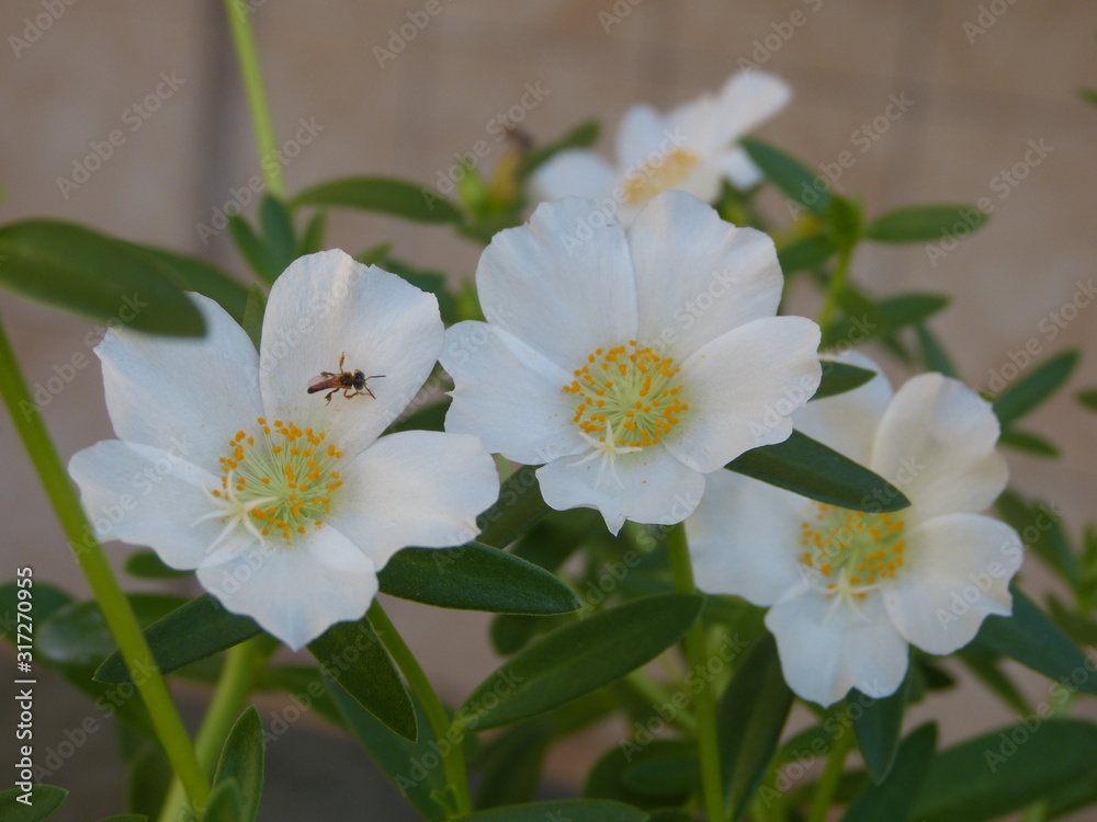 white flowers in garden white flowers in garden