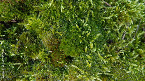 close up shot of lichen