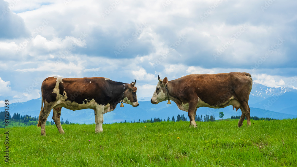 Two brown cows are standing opposite each other on sky and mountains background. Agriculture concept.