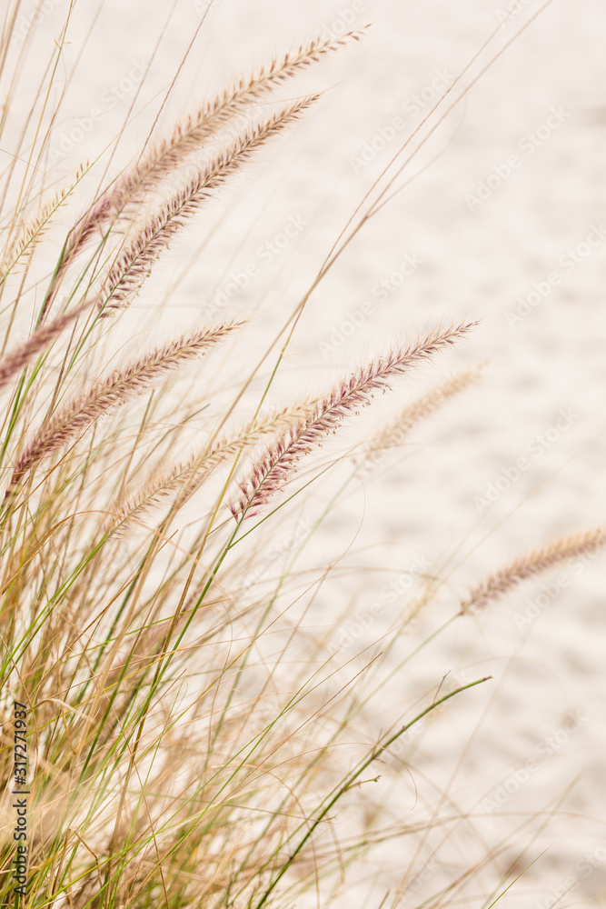 Fototapeta premium Close Up Beach Wheat Field with Sand, Beach in Orlando Florida