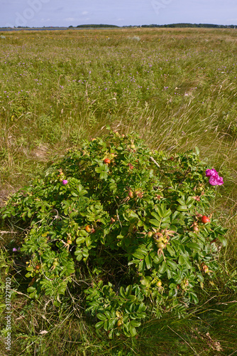 Rugosa rose / Kartoffel-Rose (Rosa rugosa) auf Fehmarn photo