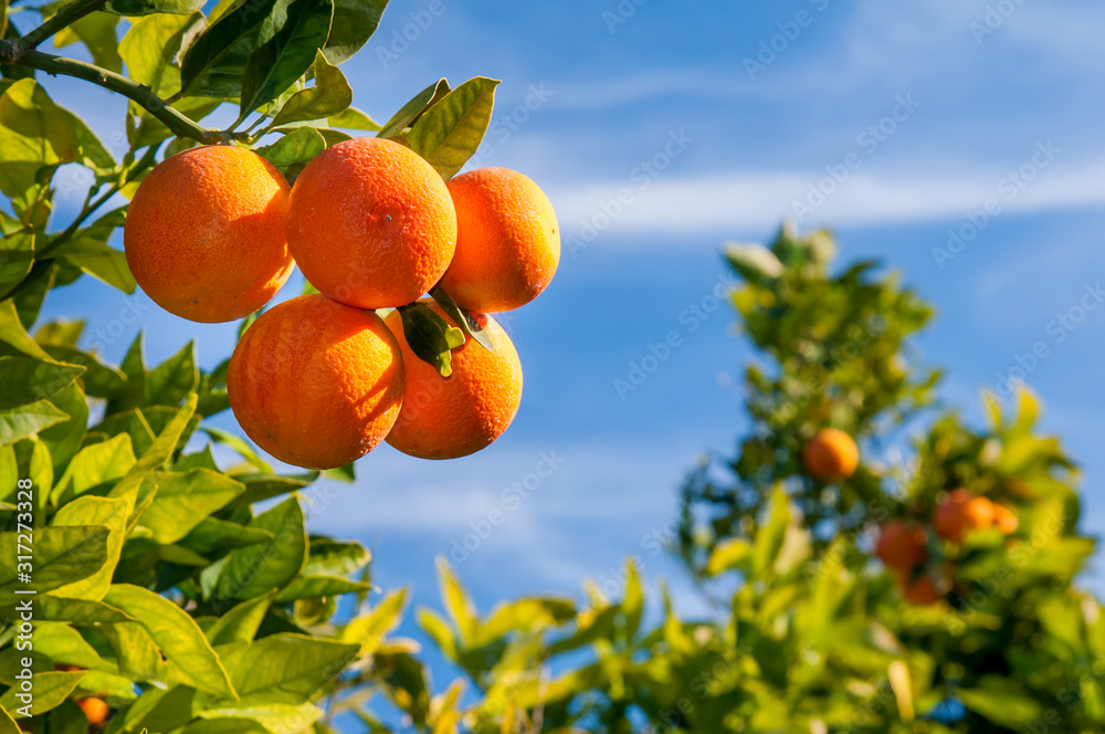 Tarocco oranges on tree against a blue sky during harvest season