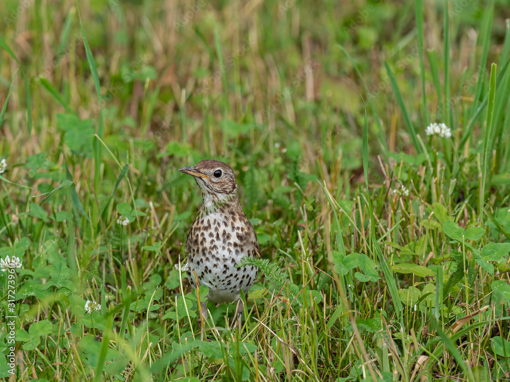 The song thrush (Turdus philomelos) is a thrush that breeds across much of Eurasia. Song thrush (Turdus philomelos) in nature. Wonderful moments of wildlife. The song thrush (Turdus philomelos) is a thrush that breeds across much of Eurasia. Song thrush (Turdus philomelos) in nature. Wonderful moments of wildlife.