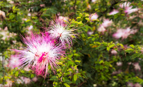 flowers in the garden
