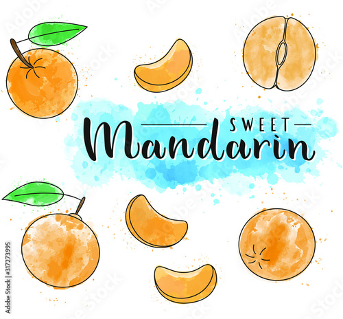 Mandarin. Whole and pieces. Vector stock illustration. Watercolor fruit set  isolated on white background. Lettering.