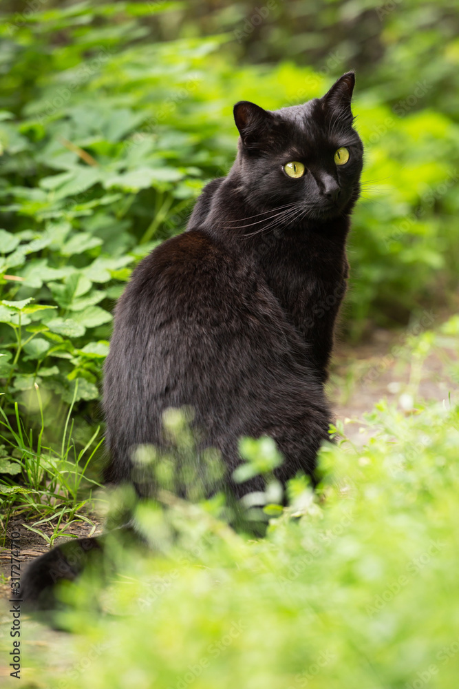 Beautiful bombay black cat with yellow eyes and insight look in green grass in nature