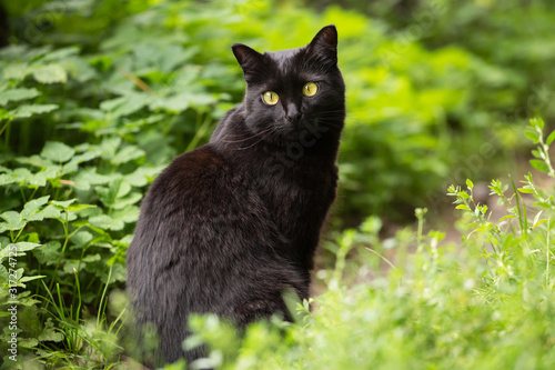 Beautiful bombay black cat with yellow eyes sits in green grass in garden