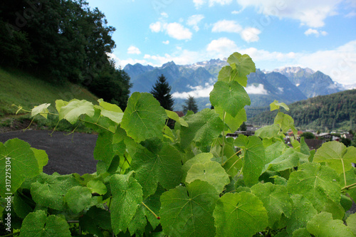 Austria. Landscape with Austrian Alps. Summer in mountains.