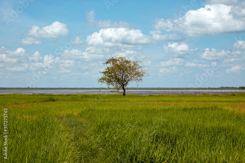 single tree in the field