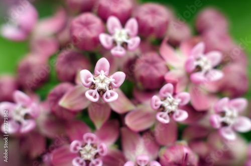 pink flowers in the garden