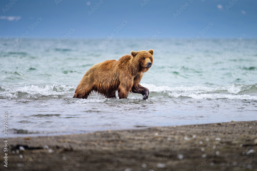 Fototapeta premium Ruling the landscape, brown bears of Kamchatka (Ursus arctos beringianus)