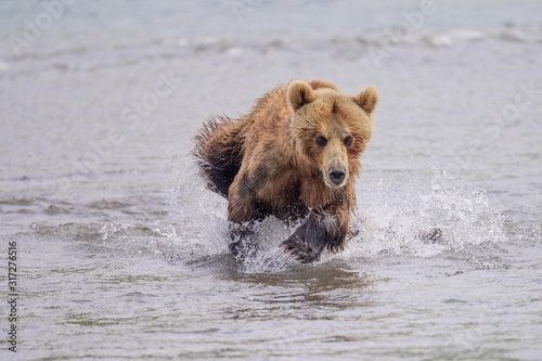 Rządząc krajobrazem, niedźwiedzie brunatne Kamczatki (Ursus arctos beringianus)