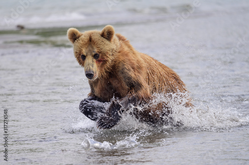 Rządząc krajobrazem, niedźwiedzie brunatne Kamczatki (Ursus arctos beringianus)