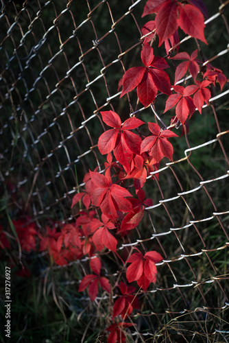 Plant with Red Leafs climbing on a Fence