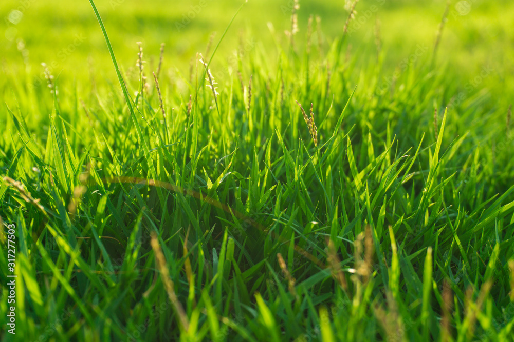 Green fresh grass with sunny light close up