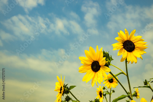 Field of sunflowers in summer with blue sky background
