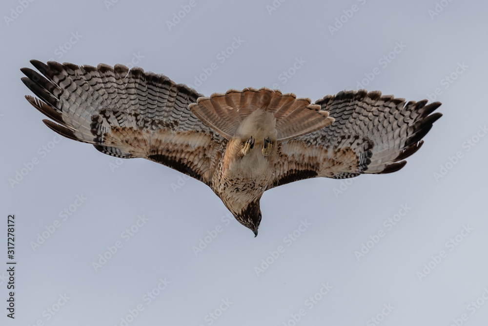 Fototapeta premium Red-tailed hawk in flight