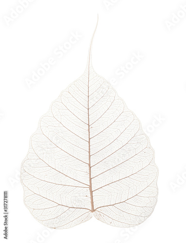 a leaf texture close up on a white background