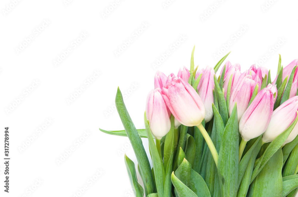 Tulips flowers on white background. Flat lay, top view. Lovely greeting card with tulips for Mother's day, wedding or happy event - Image. Tulips flowers on white background. Flat lay, top view. Lovely greeting card with tulips for Mother's day, wedding or happy event - Image.