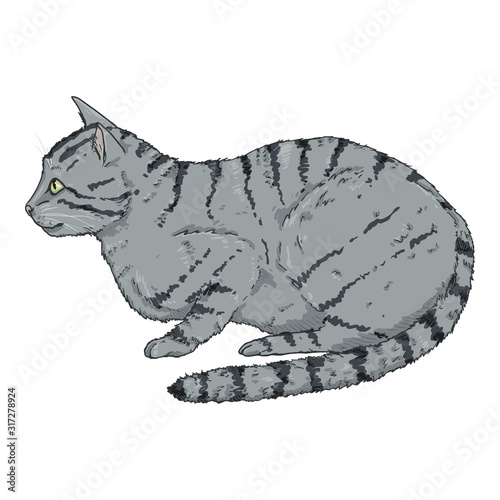 Gray Striped Cat.