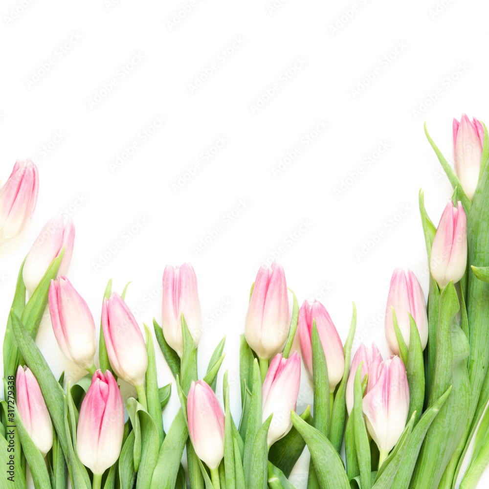 Fototapeta premium Kwiaty tulipanów na białym tle. Widok płaski, widok z góry. Urocza kartka okolicznościowa z tulipanami na dzień matki, wesele lub szczęśliwe wydarzenie - Image.