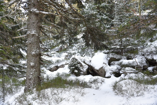 Winter in the forest of the Karkonosze Mountains, Czech-Polish border.