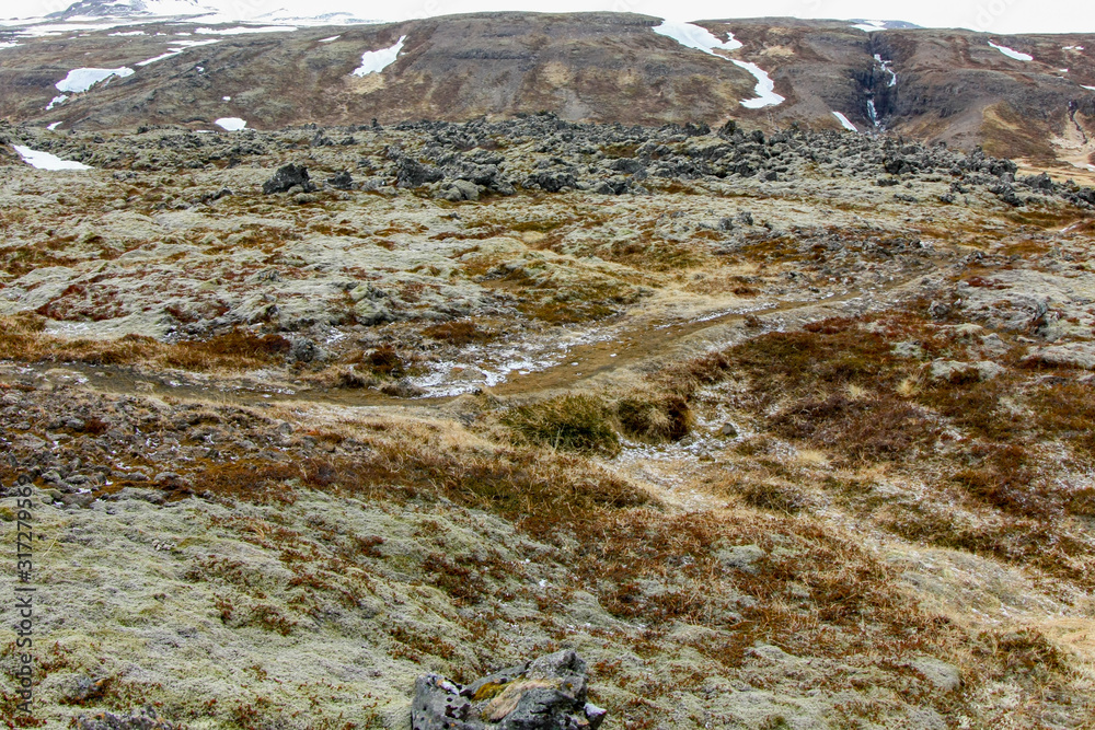 Icelandic soil, covered with moss and lichen Icelandic soil, covered with moss and lichen