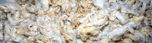 Close up of Unwashed Raw Sheep Wool in Natural Color