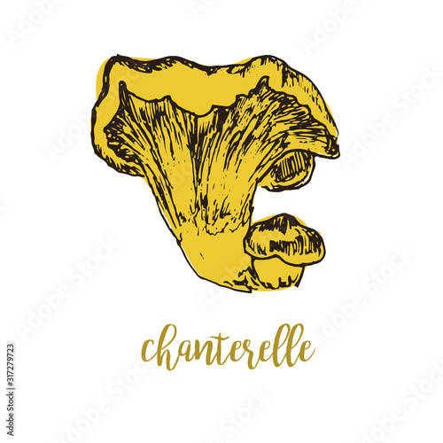 Mushrooms chanterelle linear drawing sketch forest, organic food vector illustration.