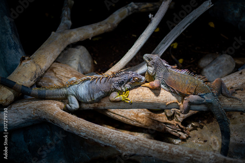 Zwei bunte Leguane auf dem Ast im Zoo in gleicher Blickrichtung