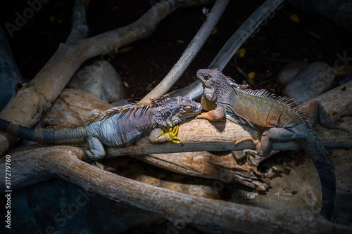 Zwei bunte Leguane auf dem Ast im Terrarium