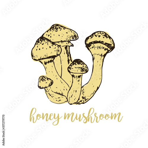 Honey mushrooms linear drawing sketch forest, eco food vector illustration.