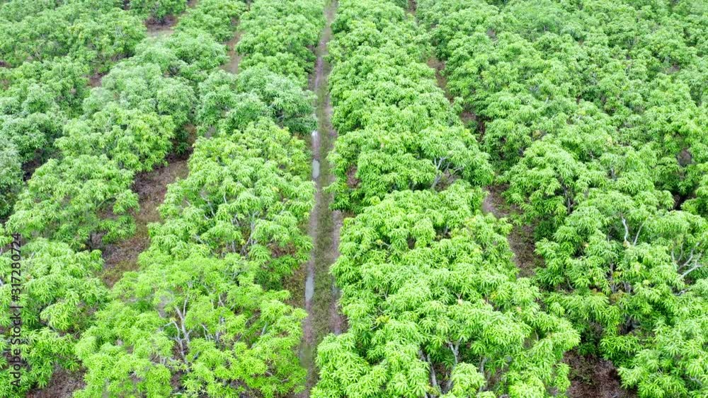 Aerial view Mango orchard in Thailand Aerial view Mango orchard in Thailand