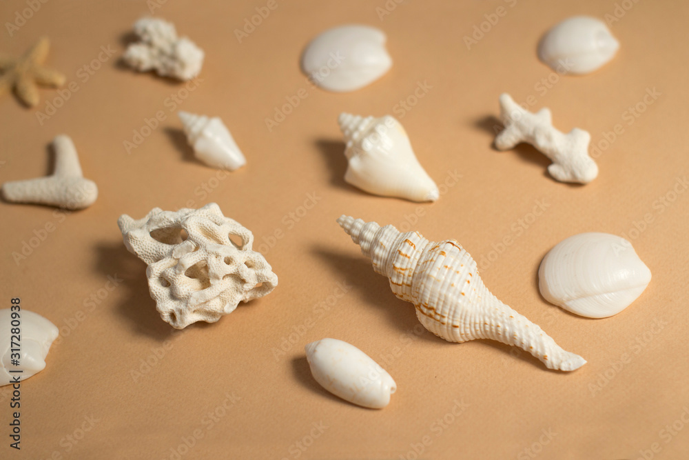 sea shells pattern on beige background sea shells pattern on beige background