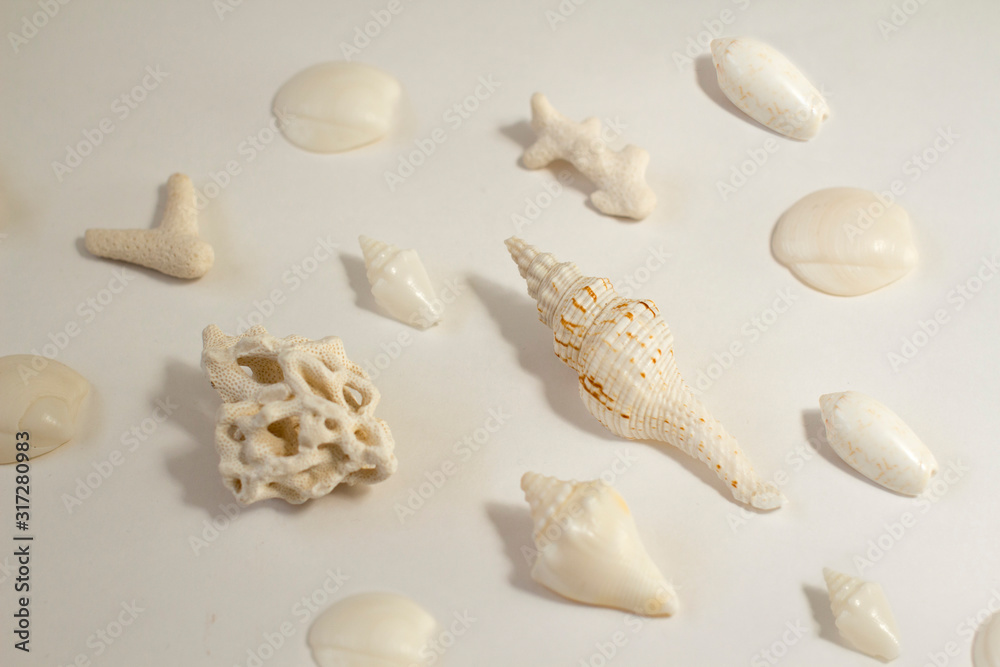 sea shells pattern on white background