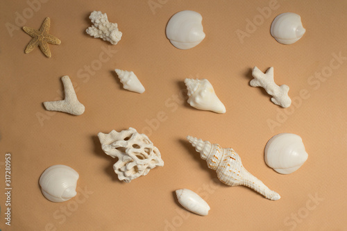 sea shells pattern on beige background