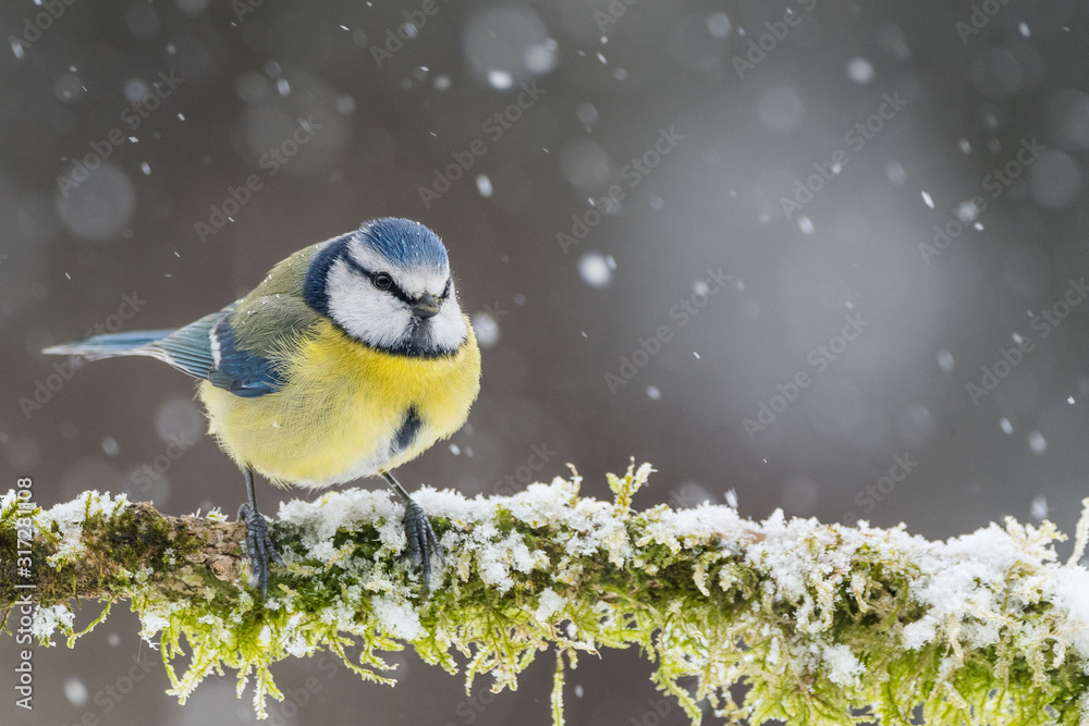 Obraz premium Greater flamingo (Phoenicopterus roseus)