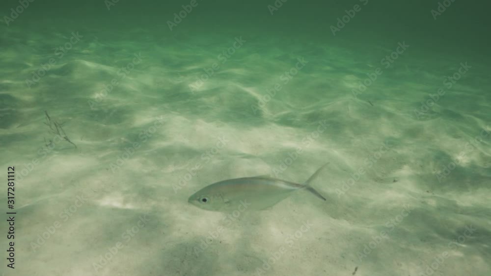 Caribbean beach and swimming fish in the reef underwater on hot summer day Caribbean beach and swimming fish in the reef underwater on hot summer day