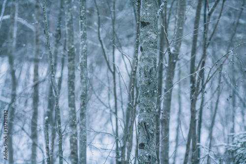 Cold winter forest: blured texture with trees in the forest