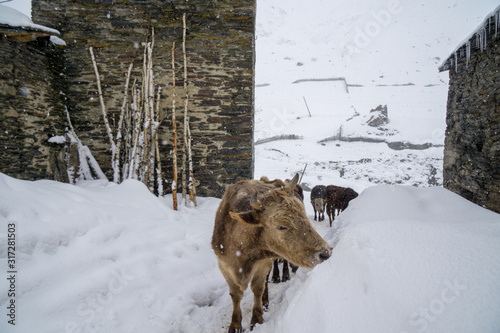 cow in winter