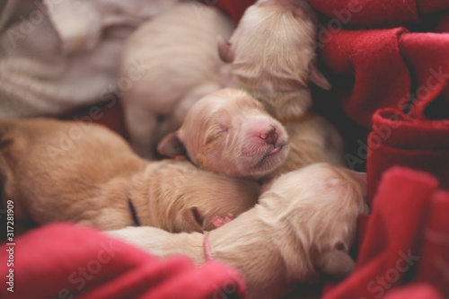 Newborn golden retriever puppy