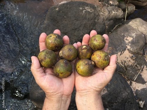 Macaúba Fruit on Hands photo