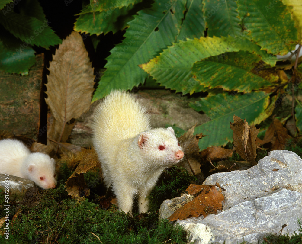 FURET mustela putorius furo FURET mustela putorius furo